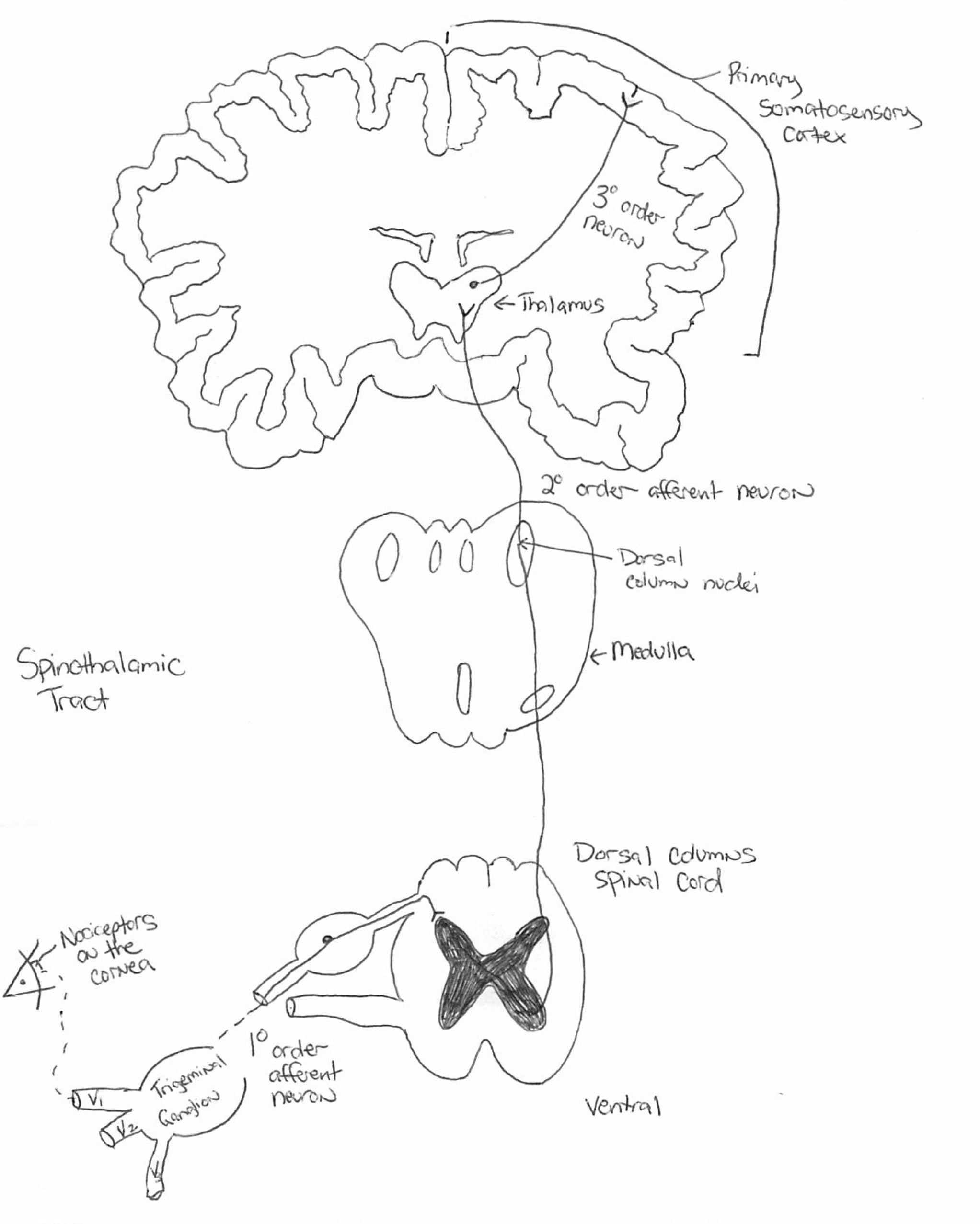 The somatosensory pathway consists of fibers that carry information for pain, temperature, touch, position and vibration. Sensory receptors housed in the dorsal root ganglia project to the dorsal spinal cord, which decussate and extend to the thalamus.