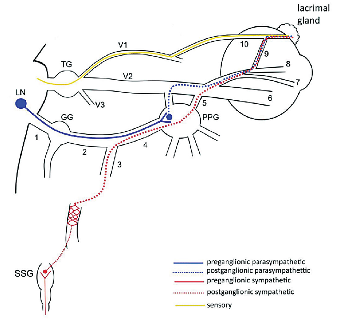 The neuroanatomy of tear production.