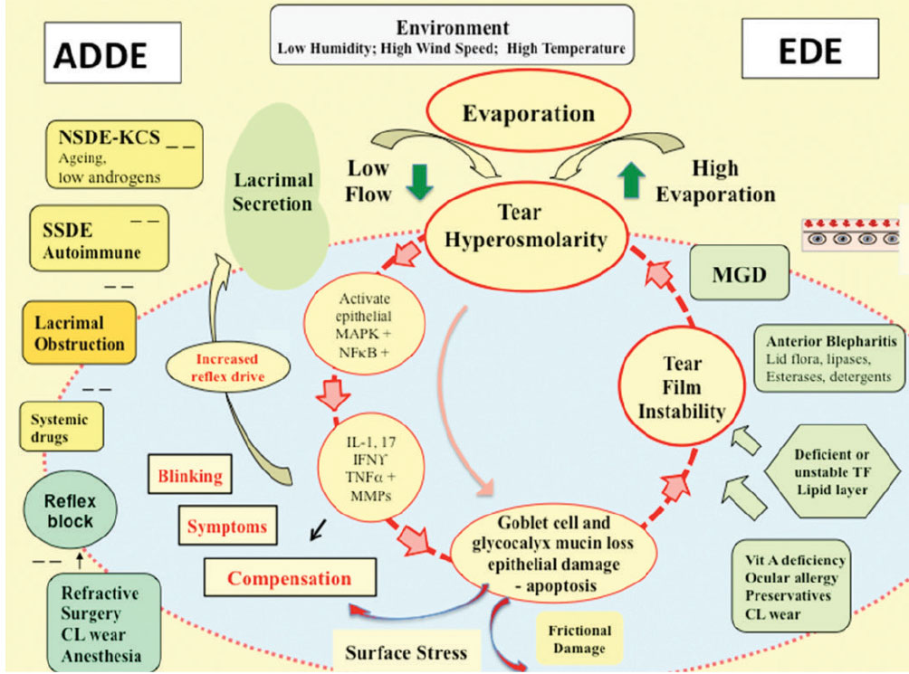 The “vicious cycle” of inflammation that drives chronic dry eye.