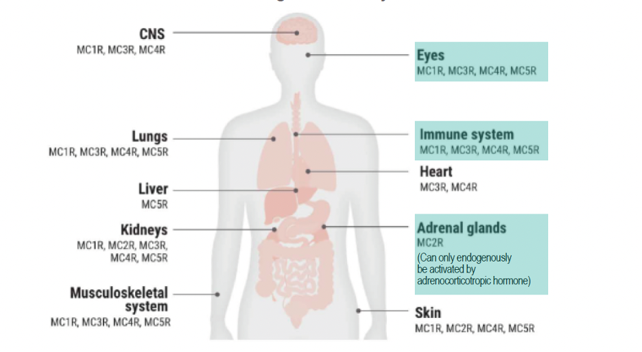 Fig. 1. The various MC receptors throughout the body. 