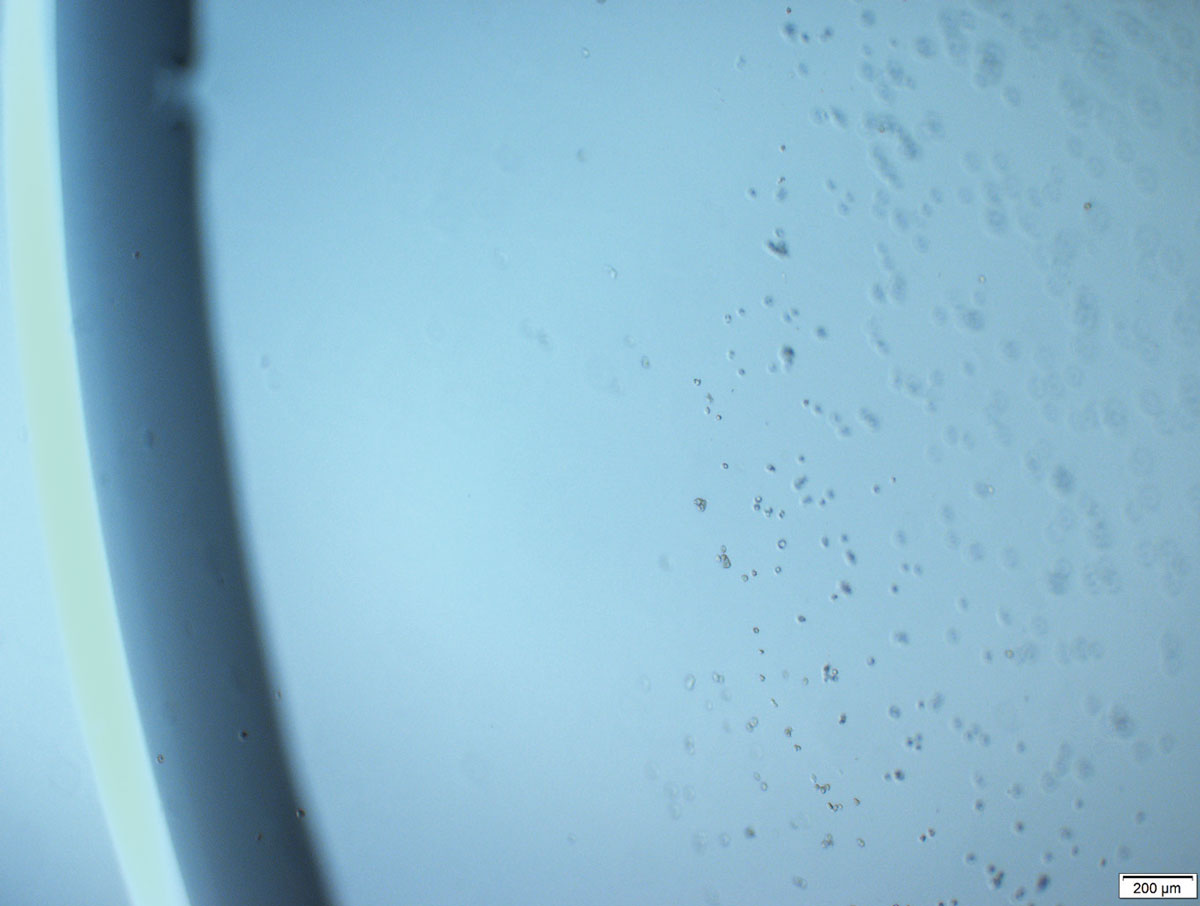 A contact lens with Acanthamoeba on the surface after 90 minutes of incubation (seen at 4x magnification).