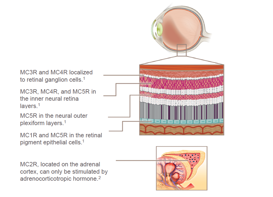 Fig. 2. MC receptors are expressed by immune cells, as well as in ocular cells, retinal pigment epithelial cells, retinal ganglion cells and the neural outer plexiform layer. 