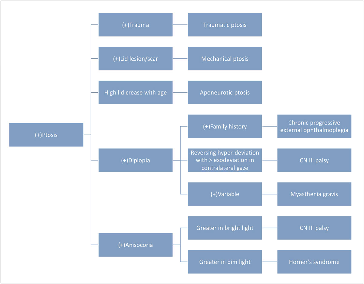 Fig. 6. The flowchart above represents the common differentials of ptosis (not an all-inclusive list).