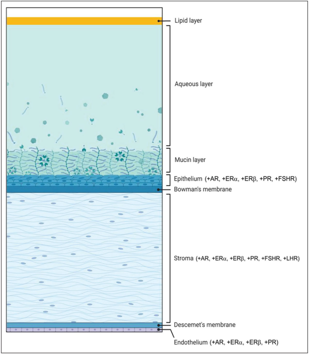 At left, diagram illustrating the cornea’s hormonal receptors. AR: androgen receptor; ER: estrogen receptor; PR: progesterone receptor; LHR: luteinizing hormone receptor; FSHR: follicle-stimulating hormone receptor. A plus sign (+) indicates evidence of receptor or enzyme mRNA expression in that respective layer.