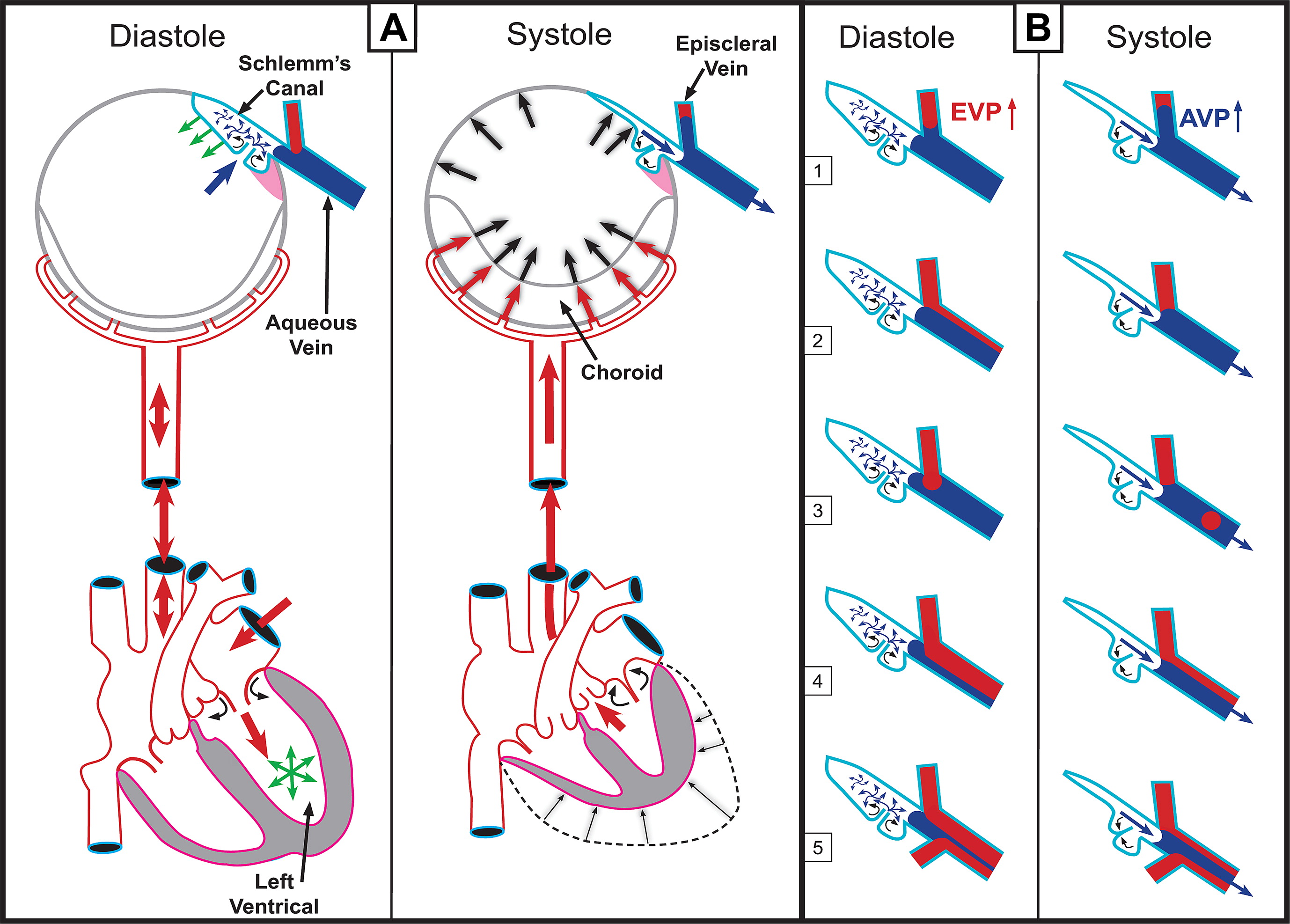 Ocular blood flow is an emerging factor in the course of glaucoma. 