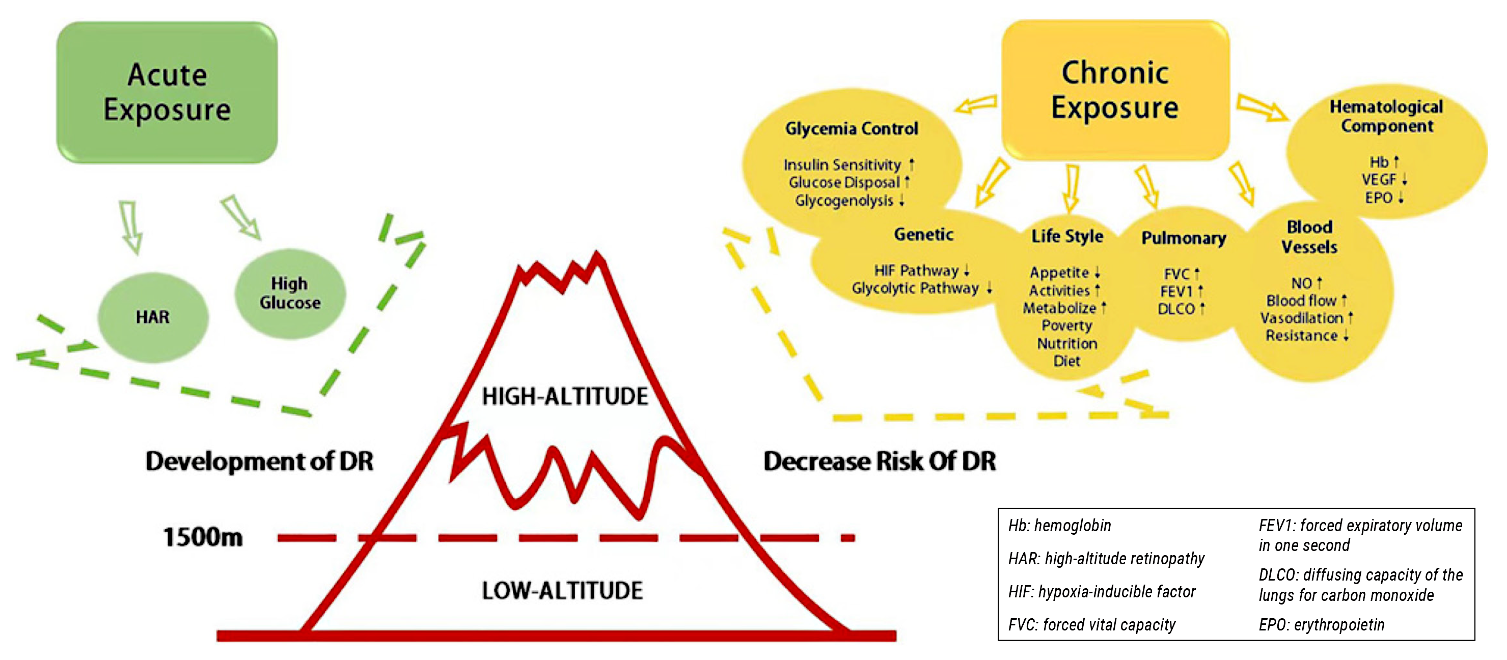 The high-altitude hypoxic environment in high-altitude areas activates transient hyperglycemia and increases the risk of diabetic microangiopathy and high-altitude retinopathy, which may alleviate the progression of diabetic retinopathy. 