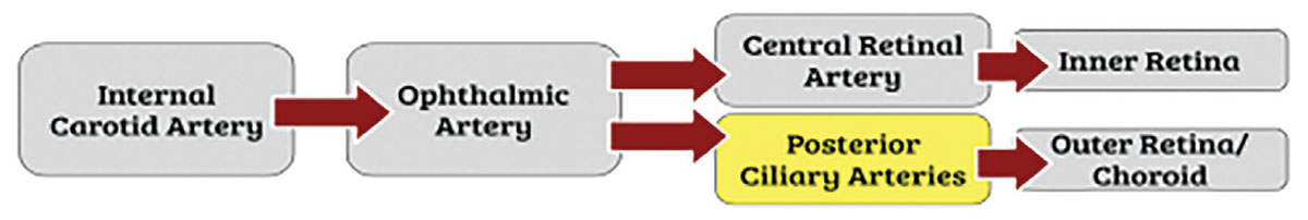 A summary of the retinal vascular supply and origin of cilioretinal artery (highlighted).